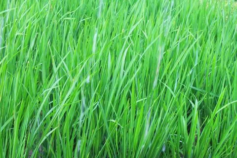 Macro Texture of Fresh Green Rice Field Grass in Ubud, Bali Stock Photos