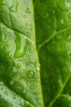 Macro texture of fresh green spinach Stock Photos