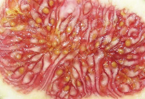 Macro texture of fresh ripe fig pulp with seeds close-up Stock Photos