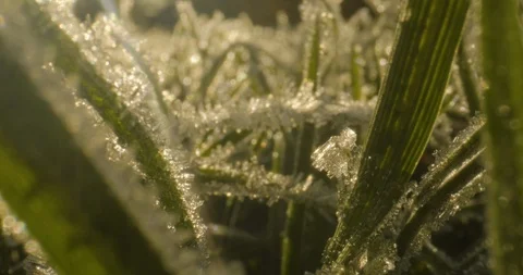 Macro Texture Frost-Ice-Grass Dolly-Out 422 25FPS Stock Footage 129380320