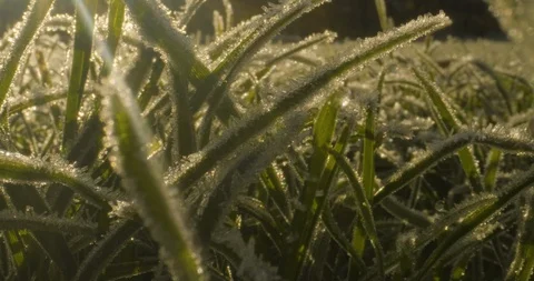 Macro Texture Frost-Ice-Grass Dolly-Forward2 422 25FPS Stock Footage 129382887
