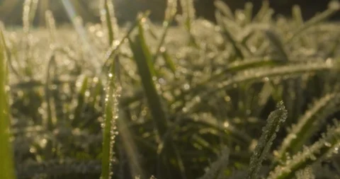 Macro Texture Frost-Ice-Grass Dolly-Forward 422 25FPS Stock Footage 129385588