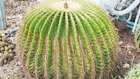 Macro texture of a Golden Barrel Cactus with sharp golden spines. Vídeos de archivo 344747649