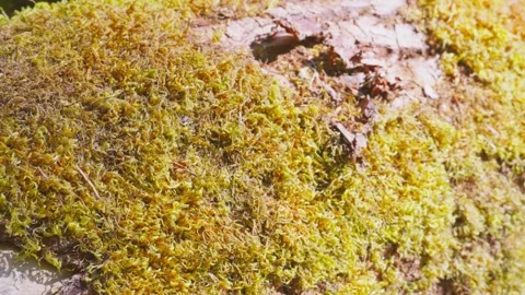 Macro texture of golden yellow green bryophyte moss on fallen tree log bark Stock Footage 342144055