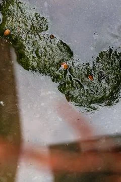 Macro Texture of Green Algae in Stagnant Water Surface Stock Photos