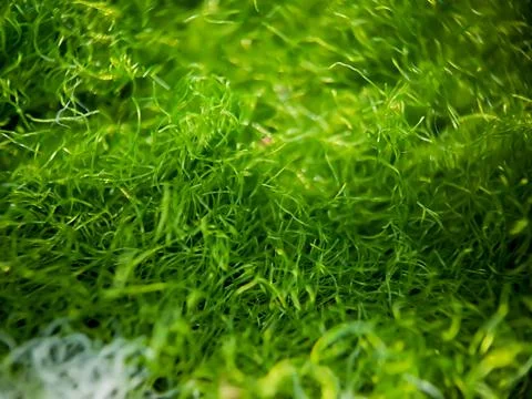 Macro texture of green and white home carpet fabric, suitable for wallpaper b Stock Photos