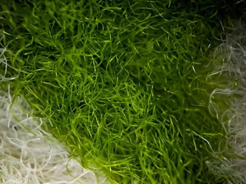 Macro texture of green and white home carpet fabric, suitable for wallpaper b Stock Photos