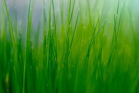 Macro texture of green grass with soft Stock Photos