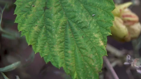 Macro Texture of Green Hop Leaf Surface with Veins, detailed biology background. Stock Footage 325731468