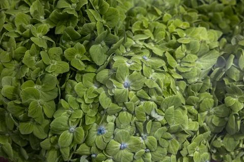 Macro Texture of Green Hydrangea Blossoms with Small Blue Accents Foto stock
