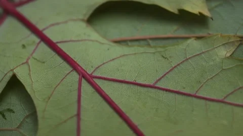 Macro Texture Green Leaf Background Stock Footage 220656911