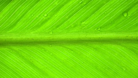 Macro Texture Green Leaf Water Drops Stock Footage 220656520