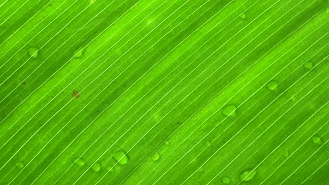 Macro Texture Green Leaf Water Drops Slider Shot Stock Footage 220656899