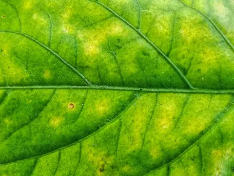 Macro texture of green leaf with yellow spots Stock Photos