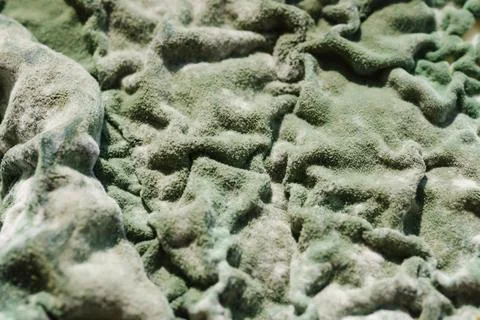 Macro texture of green mold covering spoiled cottage cheese, top view Stock Photos