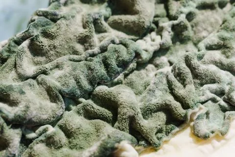 Macro texture of green mold covering spoiled cottage cheese, top view Stock Photos