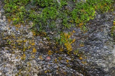 Macro Texture of Green Moss Growing on Damp Dark Stone Surface Stock Photos