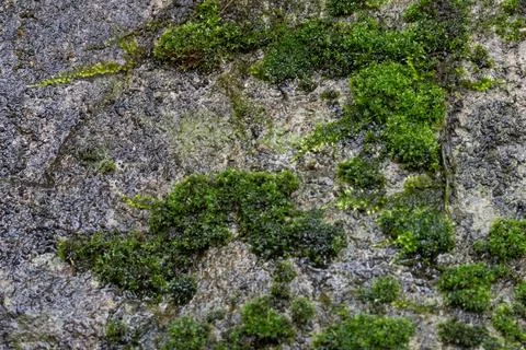Macro Texture of Green Moss Growing on Damp Dark Stone Surface Stock Photos