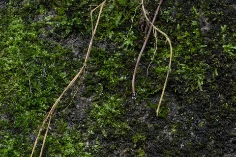 Macro Texture of Green Moss Growing on Damp Dark Stone Surface Stock Photos