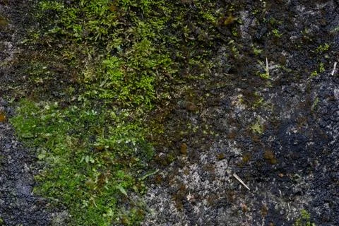 Macro Texture of Green Moss Growing on Damp Dark Stone Surface Stock Photos