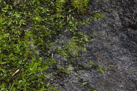 Macro Texture of Green Moss Growing on Damp Dark Stone Surface Stock Photos