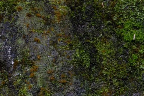 Macro Texture of Green Moss Growing on Damp Dark Stone Surface Stock Photos