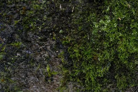Macro Texture of Green Moss Growing on Damp Dark Stone Surface Stock Photos