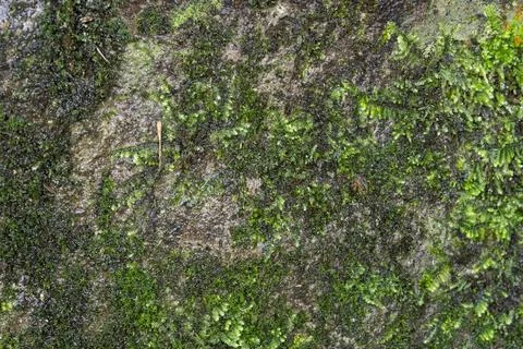 Macro Texture of Green Moss Growing on Damp Dark Stone Surface Stock Photos