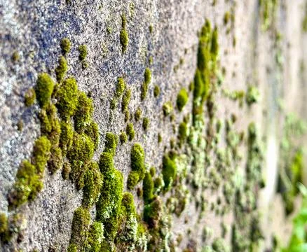 Macro texture of green moss on rough concrete surface Stock Photos