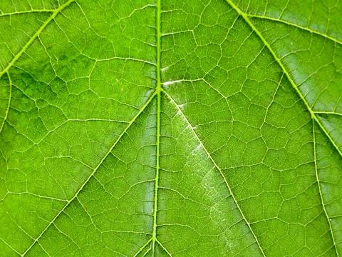 Macro texture of a green tree leaf close-up.Texture or background Stock Photos