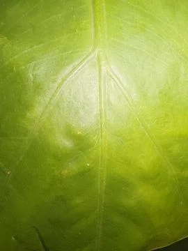 Macro Texture of Green Tropical Leaf with Prominent Veins Stock Photos