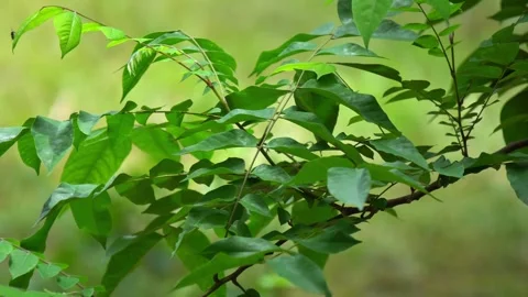 Macro Texture of Healthy Star Fruit Leaves on Branches in Indian Orchard. Stock Footage 338359280