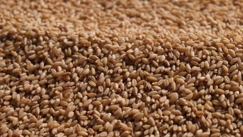 Macro texture of a large pile of harvested golden wheat grains Stockbeeldmateriaal 329370414