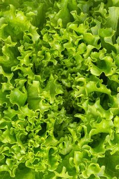 Macro texture lettuce leaves Stock Photos