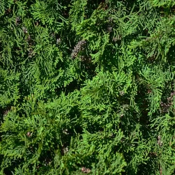Macro texture of lush green thuja evergreen branches Stock Photos