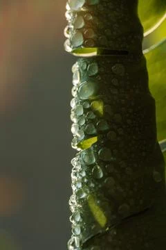 Macro texture of monstera leaf with water droplets, abstract natural background Stock Photos