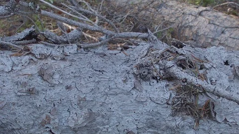 Macro texture natural log bark slider Mt. Hood Oregon Cascades 42 Stock Footage 81780375