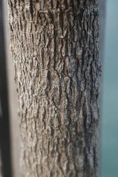 Macro Texture of Natural Tree Bark with Deep Ridges 库存照片