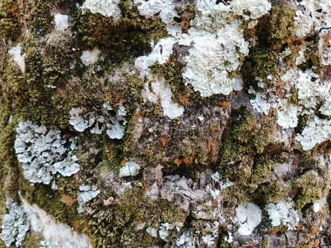 Macro Texture of Natural Tree Bark Covered in Green Moss and Pale Lichen Stock Photos