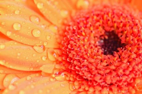 Macro texture of orange colored daisy flower surface with water droplets Stock Photos