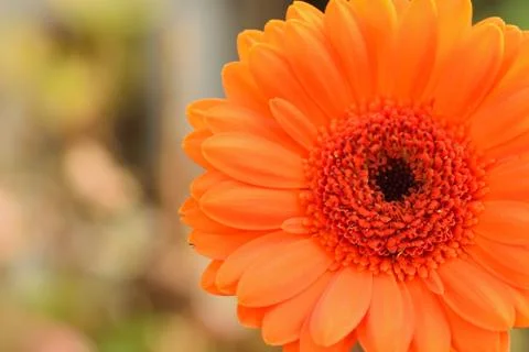 Macro texture of orange colored Daisy flower petals Stock Photos