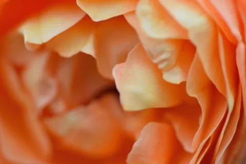 Macro texture of Orange Rose flower Stock Photos