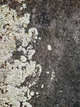 Macro Texture of Pale White Lichen Growing on Dark Weathered Stone Wall Stock Photos