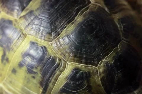 Macro texture of a patterned turtle shell carapace Stock Photos