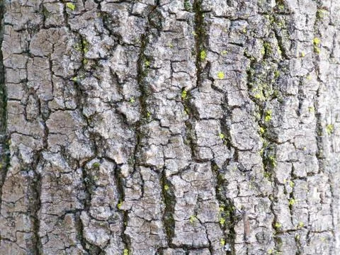 Macro texture photo of rough tree bark with patches of moss Stock Photos