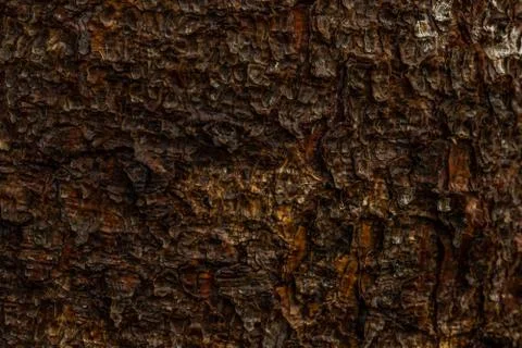 Macro texture of pine bark texture background Stock Photos