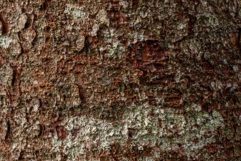 Macro texture of pine bark texture background 库存照片