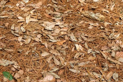 Macro texture pine leaves on the ground Stock Photos