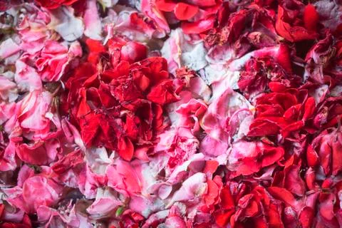 Macro texture of pink and red flower petals Foto stock