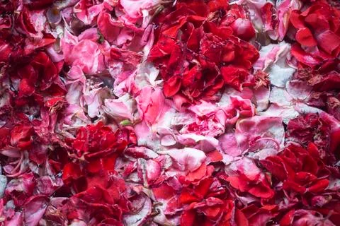 Macro texture of pink and red flower petals Stock Photos
